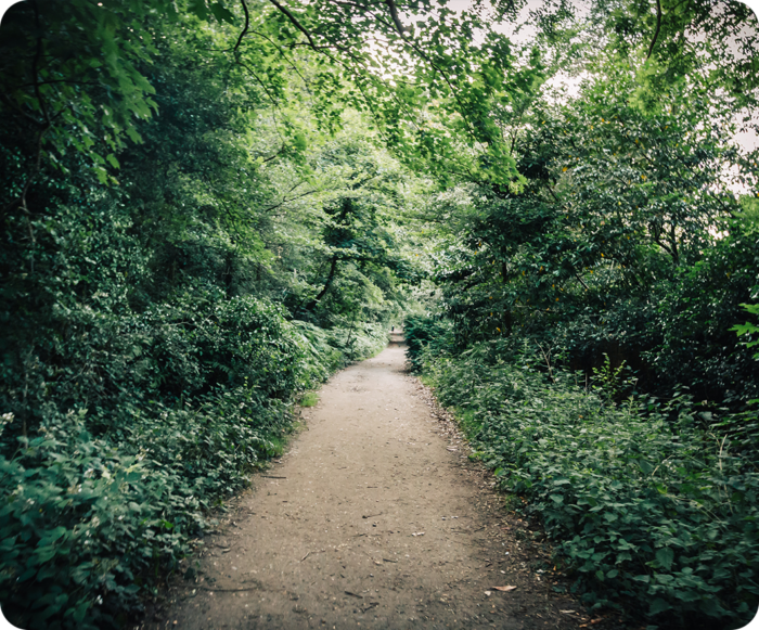 Chris Gibson Park Trail